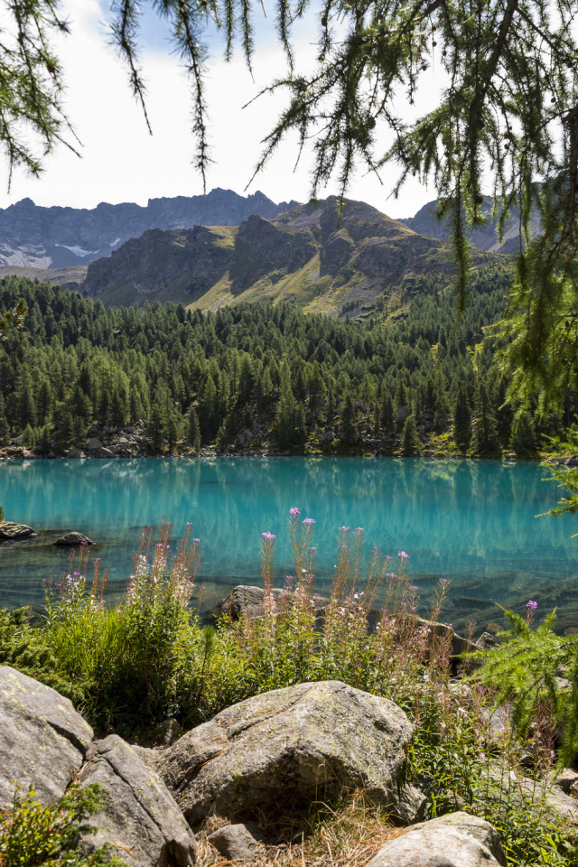 Хвойный лес на берегу озера