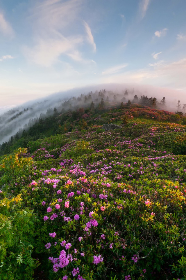 Утренний туман в горах