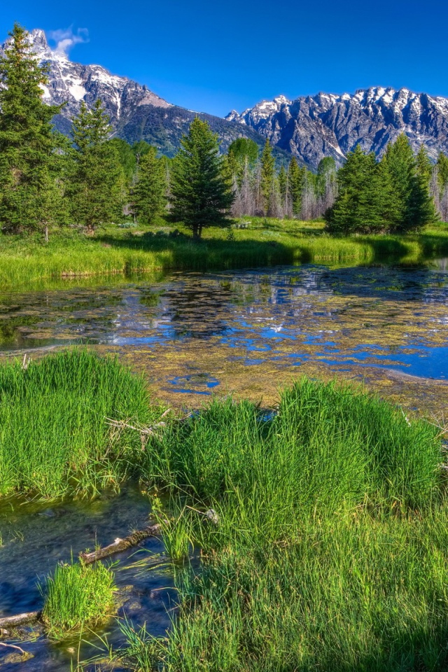 Заросшая река в горах