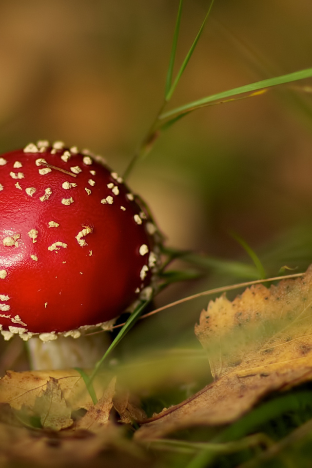 Мухомор среди травы