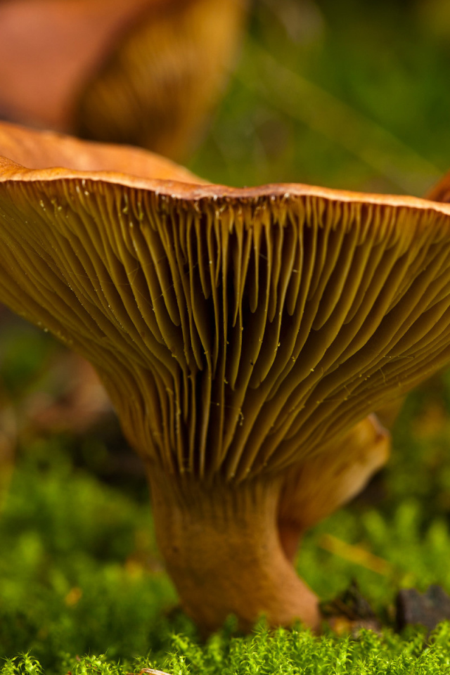 Осень грибная пора