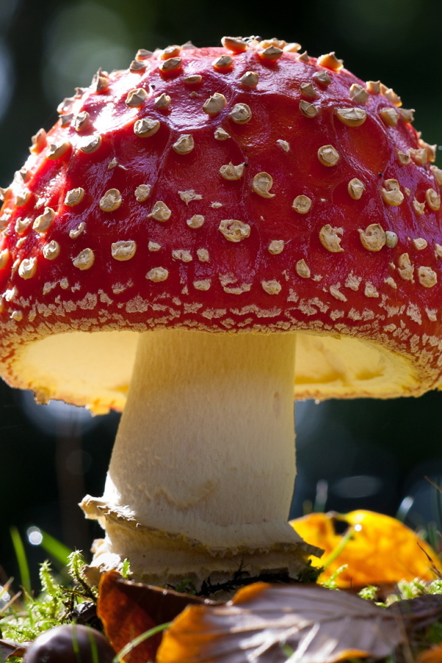 Красивый гриб мухомор