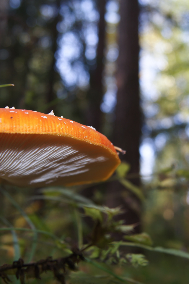 Большой гриб в лесу