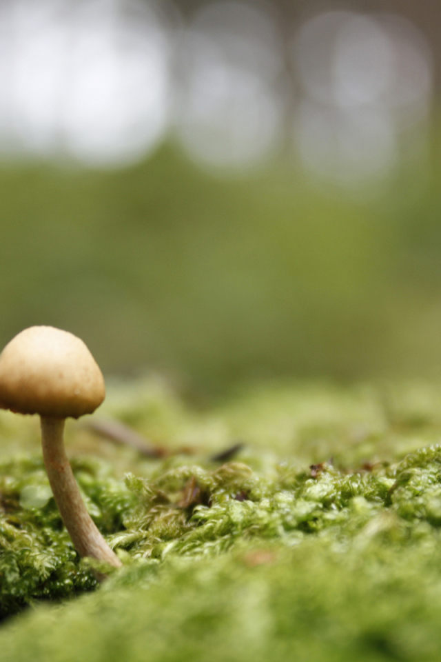 Пробивается молодой гриб