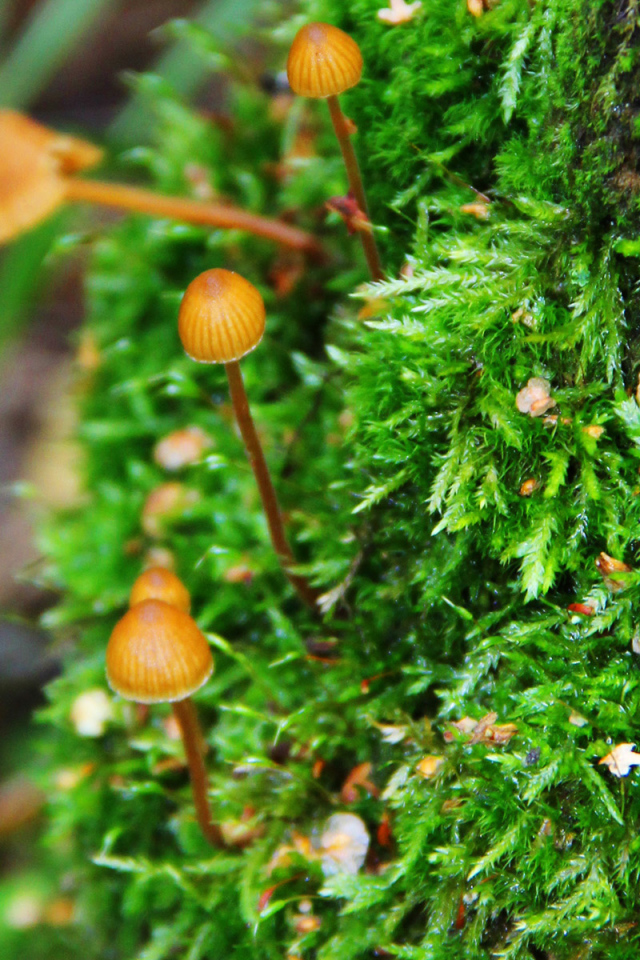 Семейка грибов опят