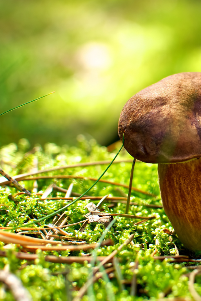 Хвойные иголки вокруг гриба