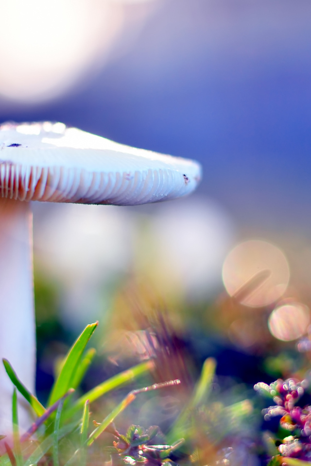 Бледная поганка опасный гриб