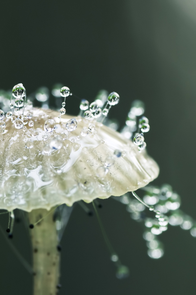 Капли росы на грибе