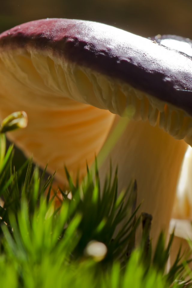 Роскошный съедобный гриб