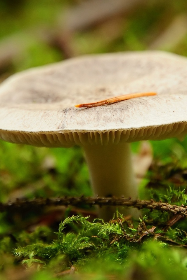 Мох окружает гриб