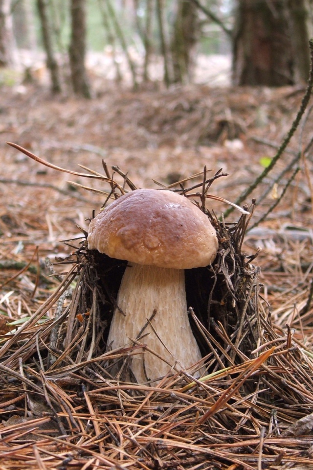 Гриб боровик