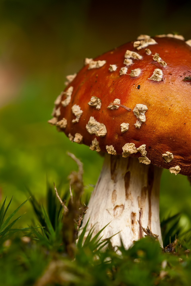 Гриб в траве