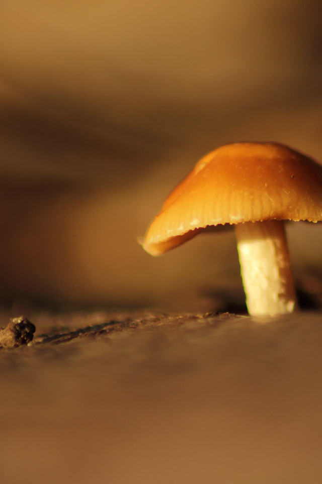 Гриб под увеличением