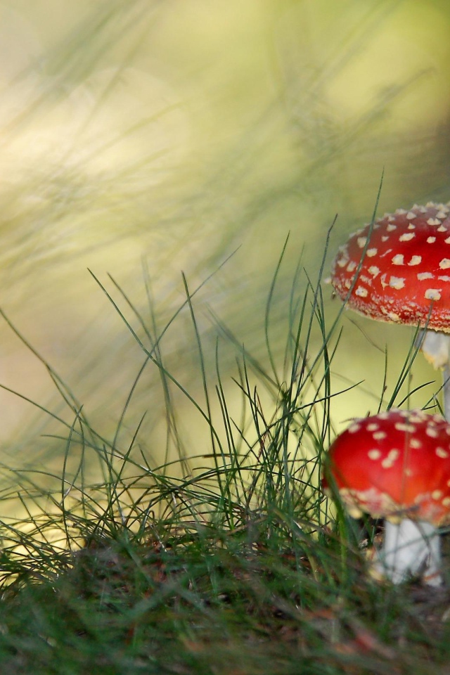 Грибы мухоморы