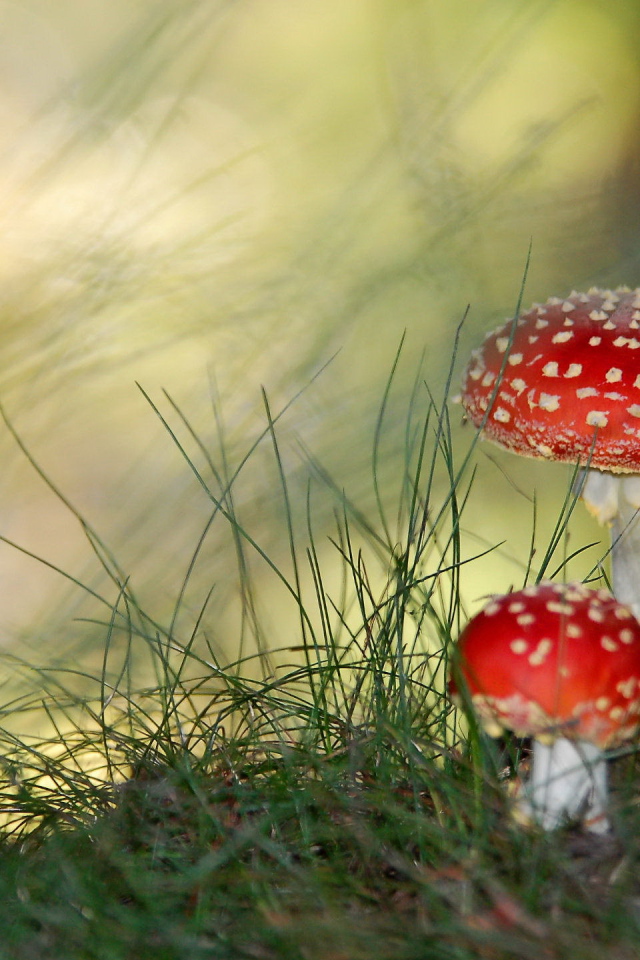 Грибы мухоморы