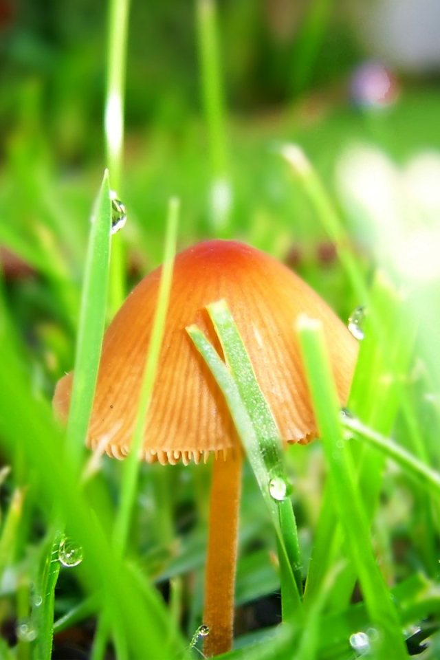 Гриб после дождя