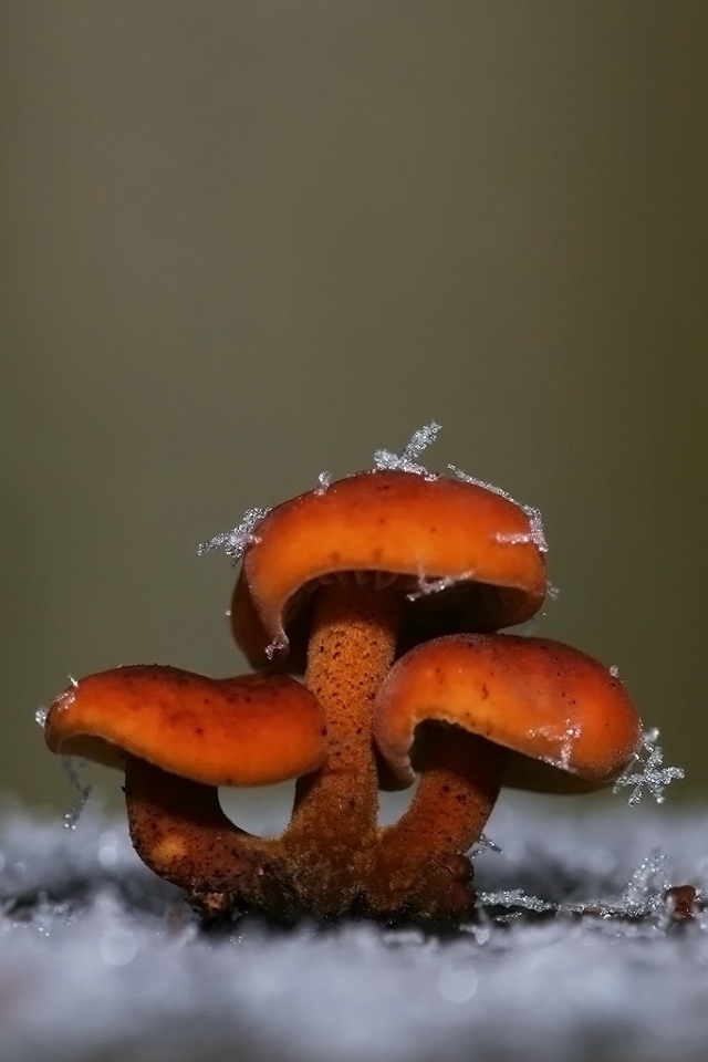 Грибы покрытые снегом