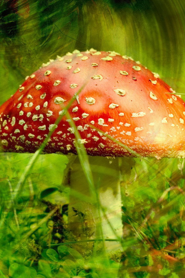 Ядовитый гриб мухомор