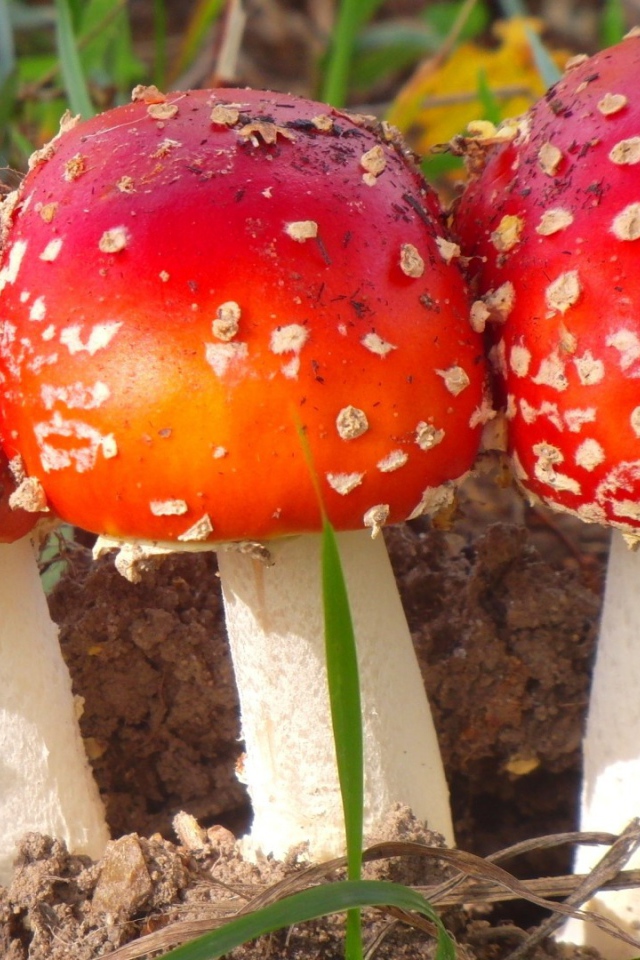 Три лесных мухомора