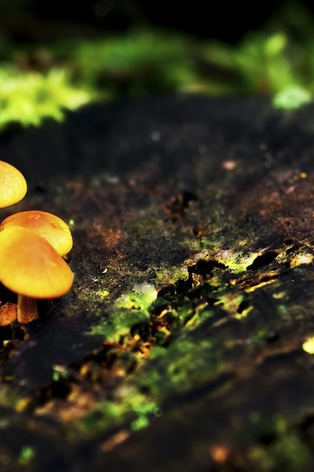 Три маленьких гриба