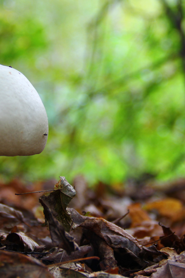 Белый гриб в лесу
