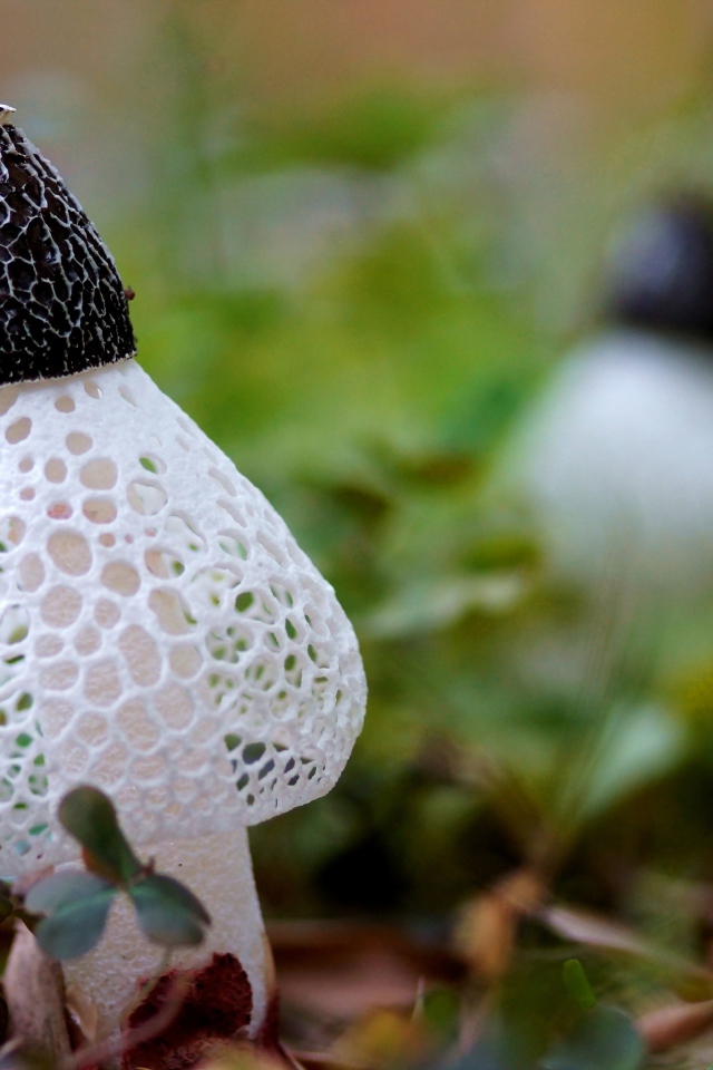 Сетчатые грибы