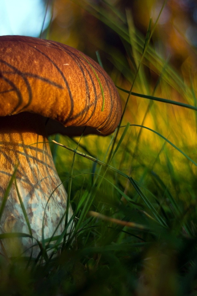 Гриб боровик в траве