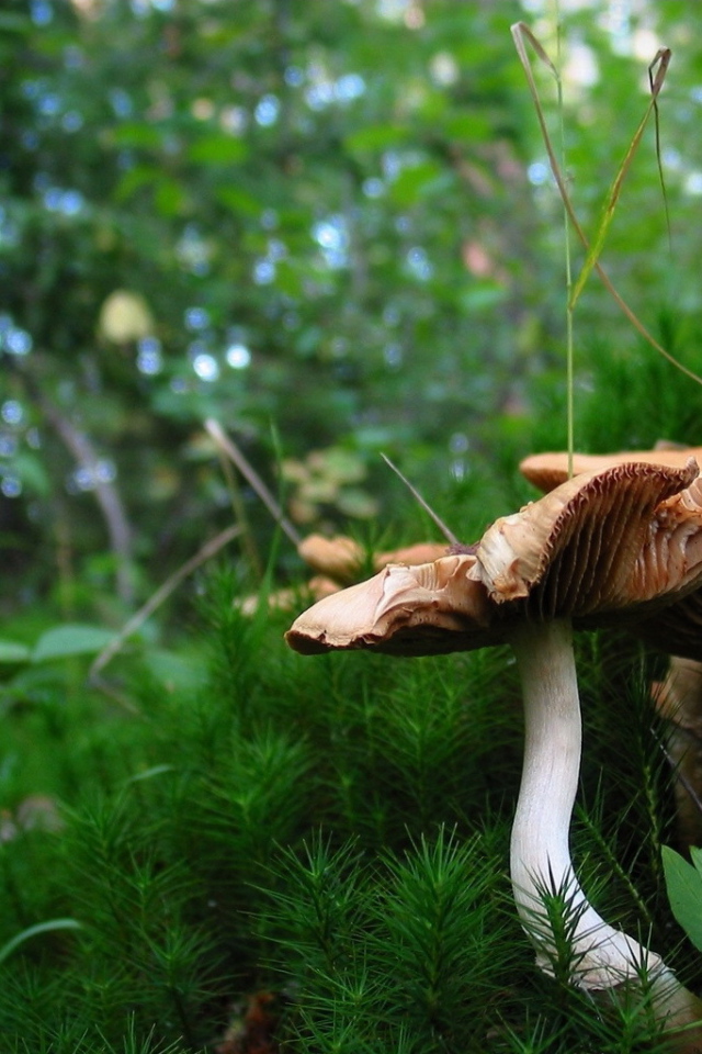 Грибы в лесном мохе