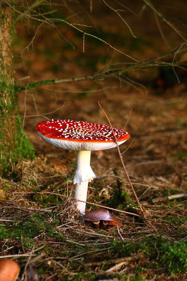 Ядовитый гриб под деревом