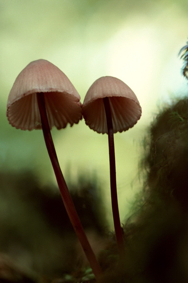 Зонтичные грибы