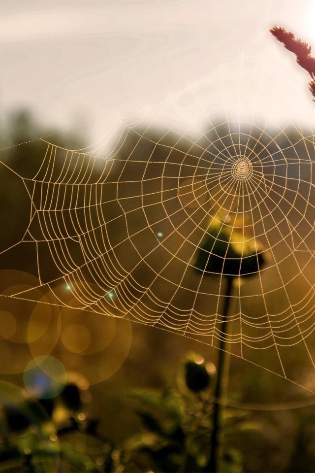 Паутина на траве