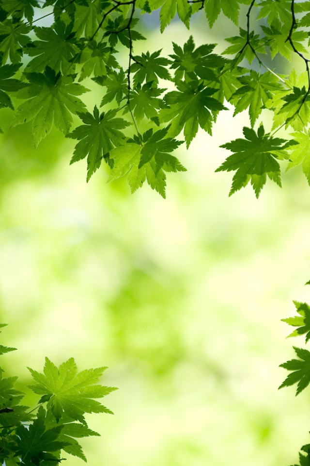 Зеленые листья