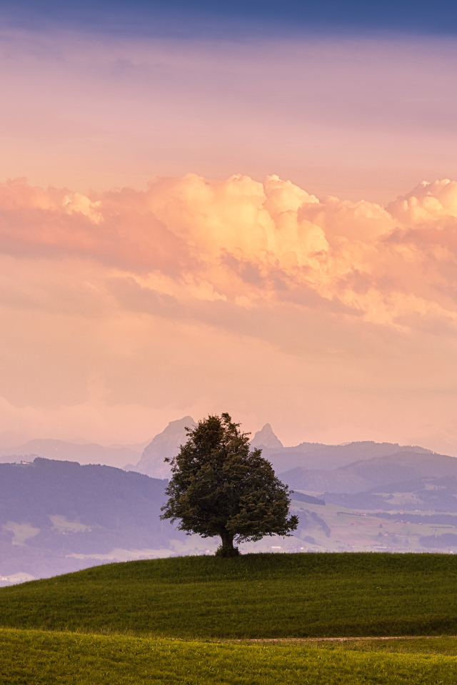 Одинокое дерево на зелёном холме