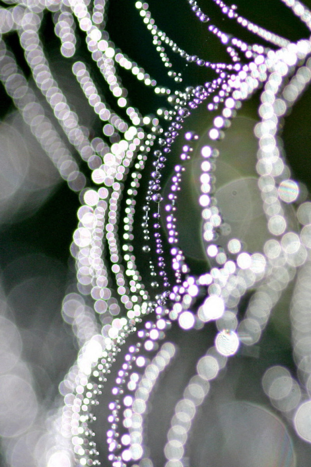 Паутина с каплями