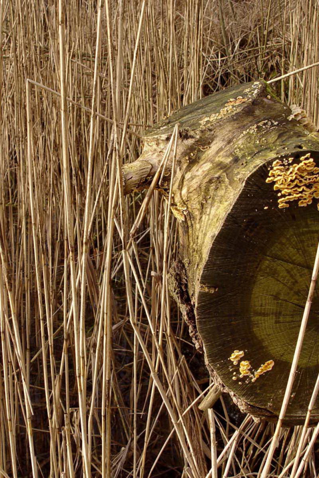 Старое бревно в траве