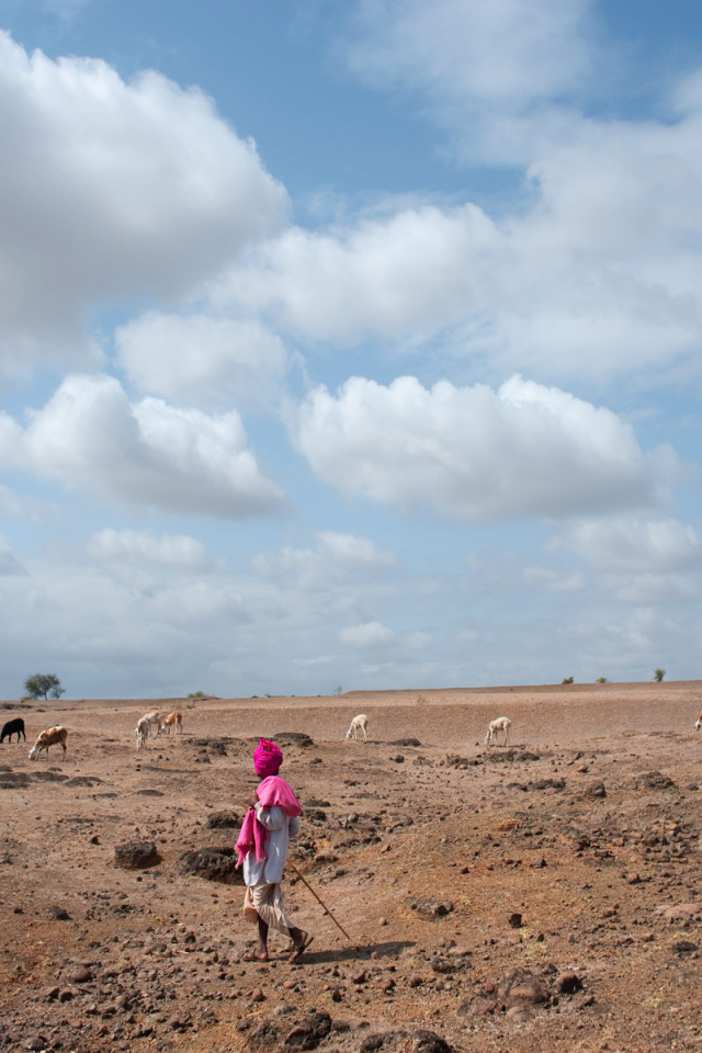 Пастух овец