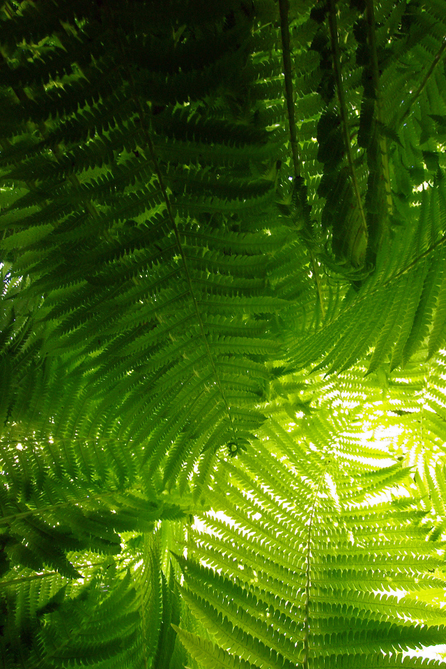 Луч света сквозь папоротник