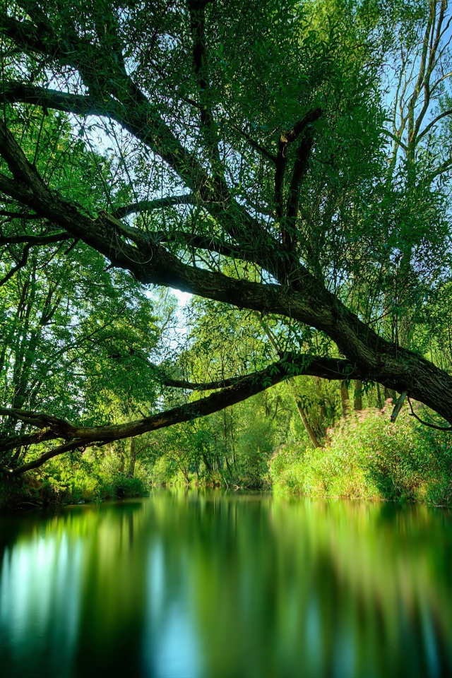 Дерево нависло над рекой