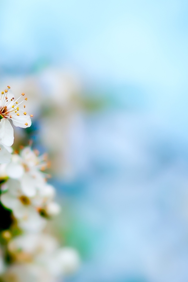 Цветение яблочного дерева