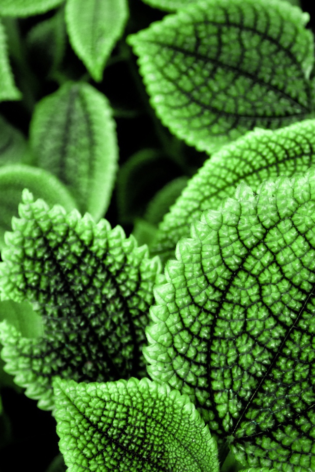 Прекрасные зеленые листья