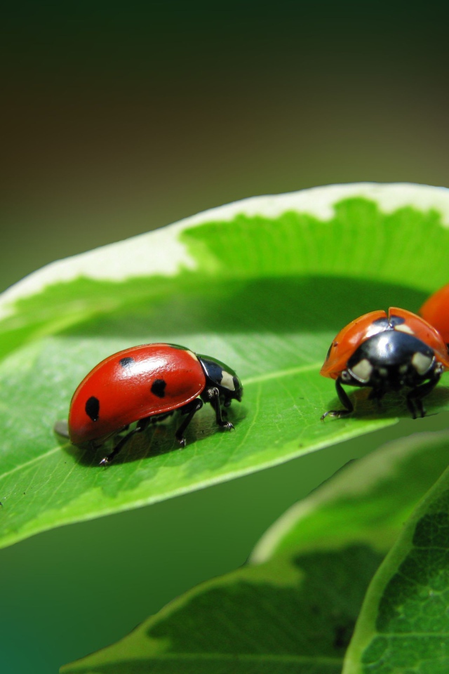 Жучки на зеленом листике