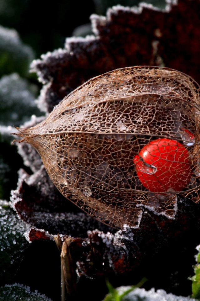 Ягода в прозрачной оболочке