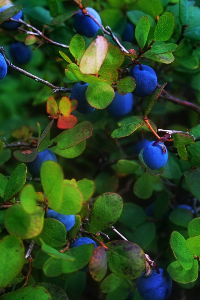 Синие ягоды в листве