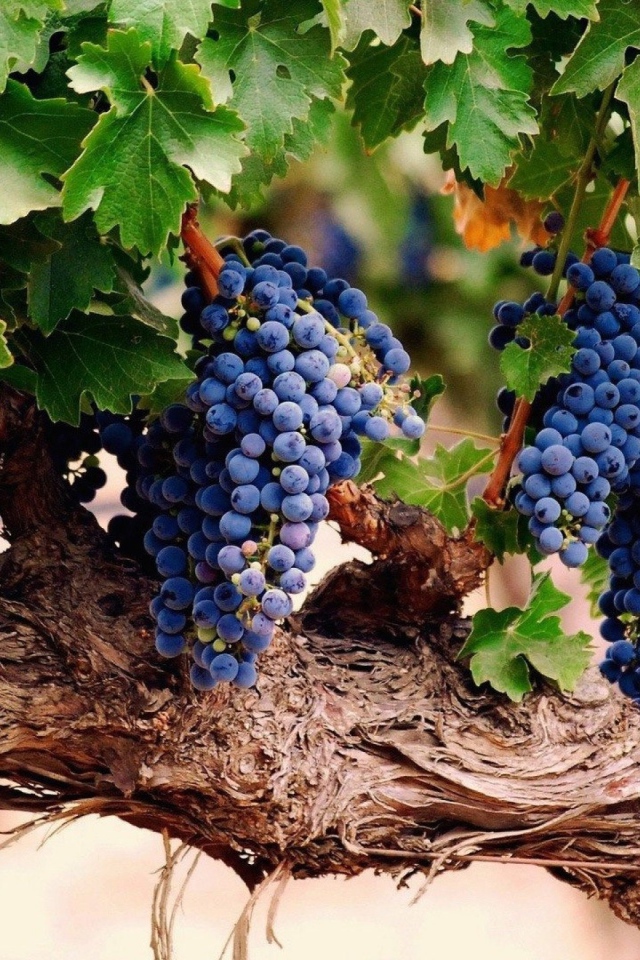 Гроздья спелого винограда