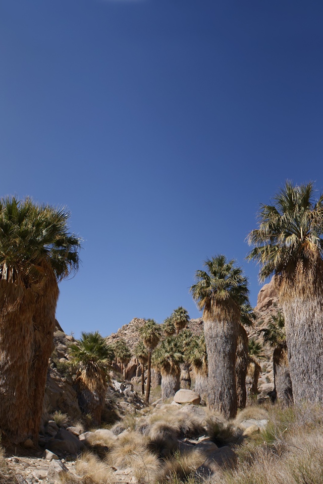 Кактусы в каменной пустыне