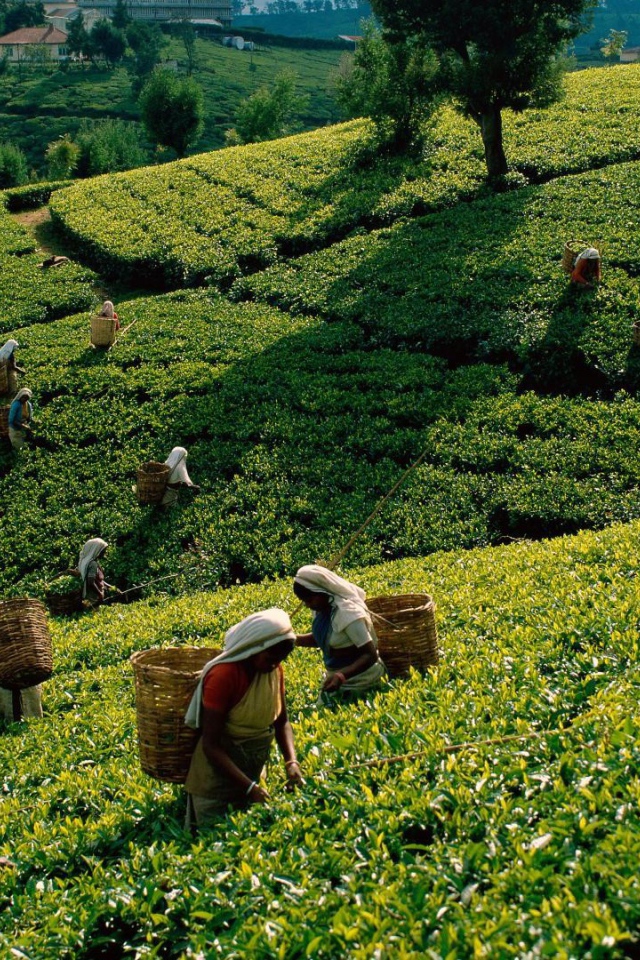 Уборка чая в Шри Ланке