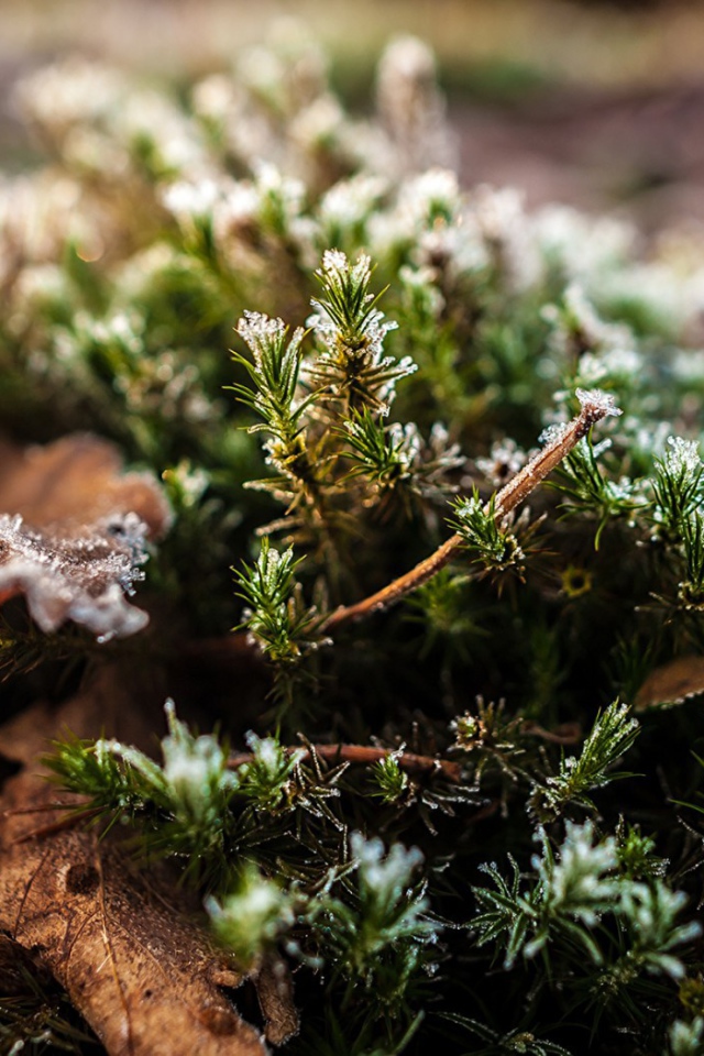 Хвойные ветки в снегу