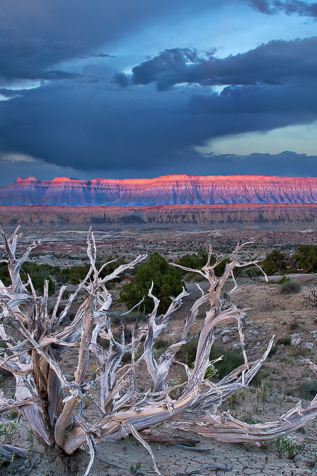 Засохшее дерево в пустыне