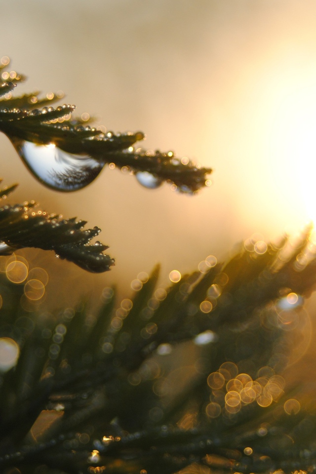 Капли на ветках дерева