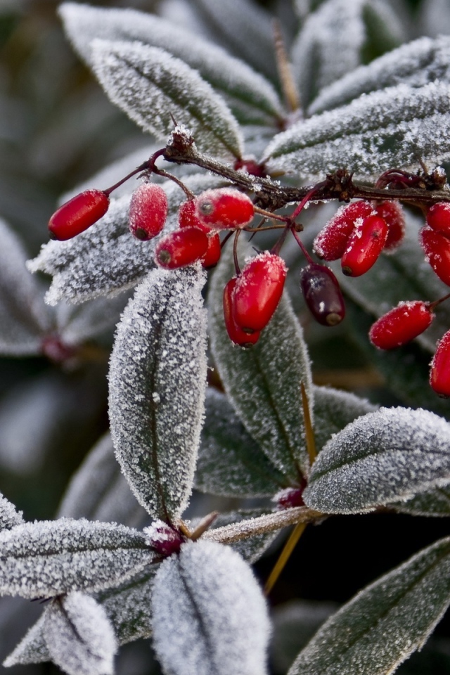 Иней на ягодах